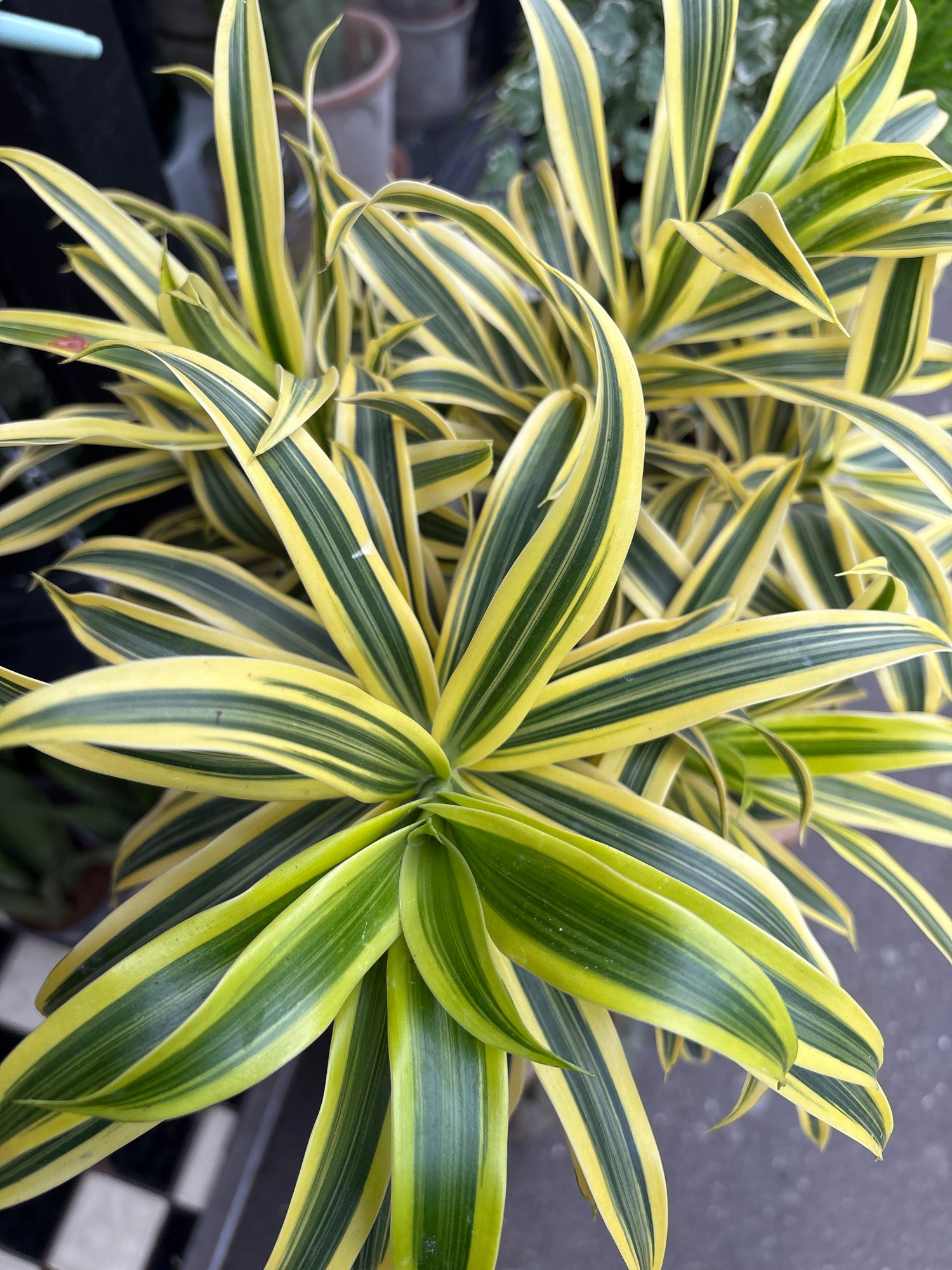 A Dracaena Reflexa Song of India plant in front of Urban Tropicana’s Plant Shop in Chiswick London
