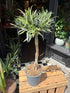 A Dracaena Reflexa Valentina plant in front of Urban Tropicana’s Plant Shop in Chiswick London
