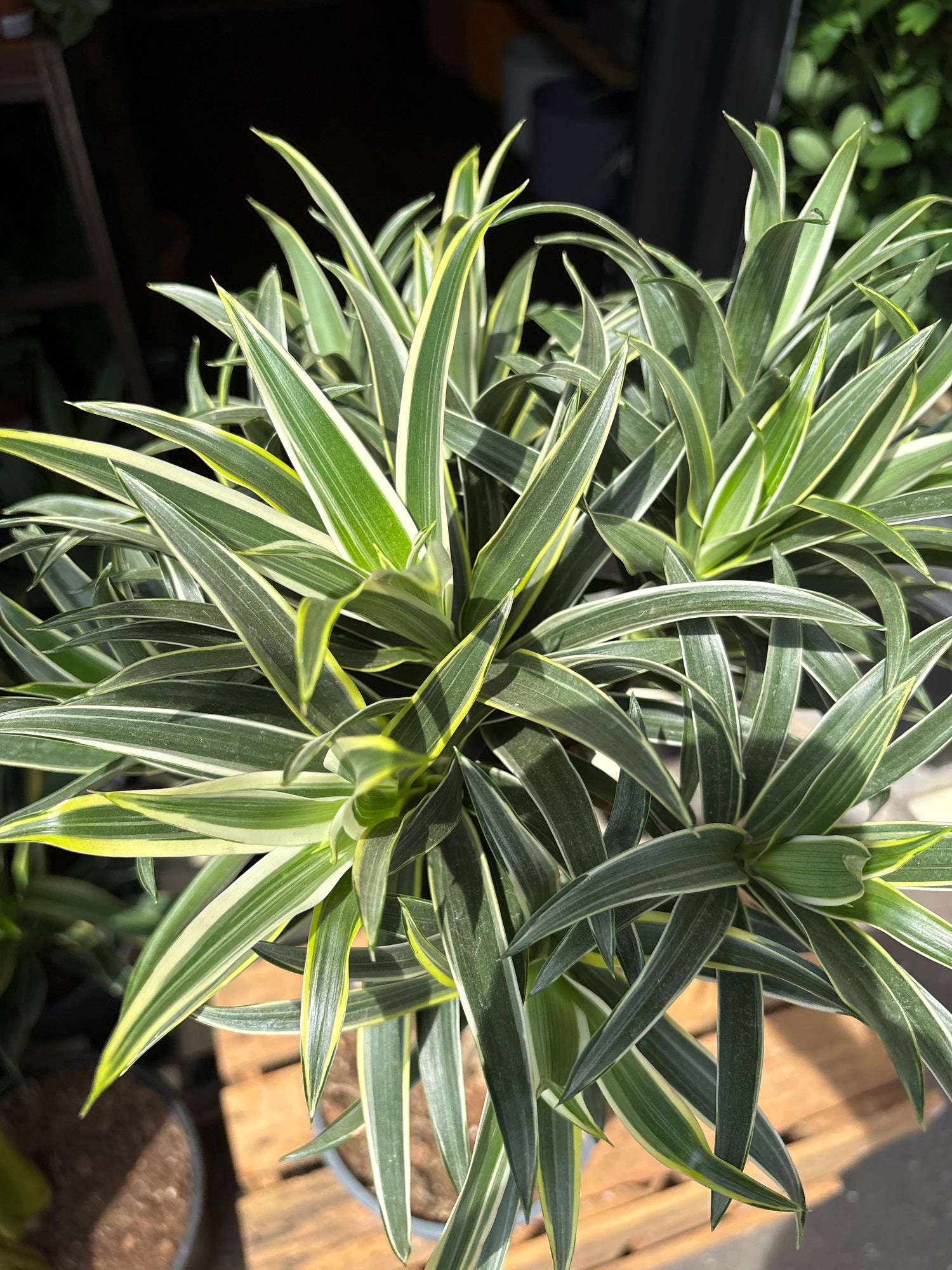 A Dracaena Reflexa Valentina plant in front of Urban Tropicana’s Plant Shop in Chiswick London
