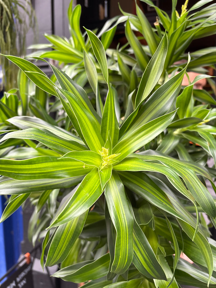 A Dracaena Song of Jamaica plant in front of Urban Tropicana’s Plant Shop in Chiswick London
