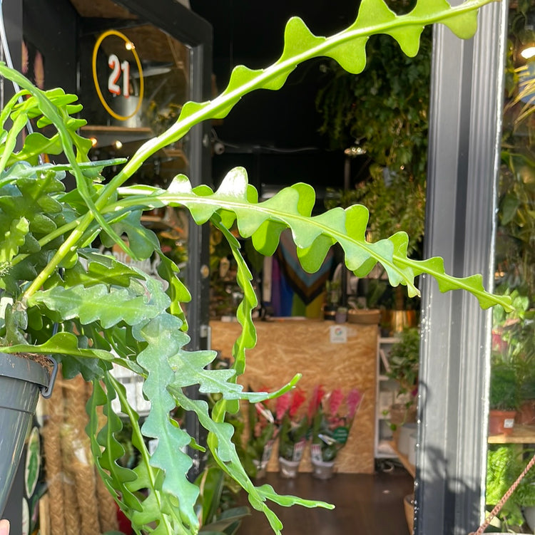 A Epiphyllum Anguliger plant also known as a fish bone cactus in front of Urban Tropicana&