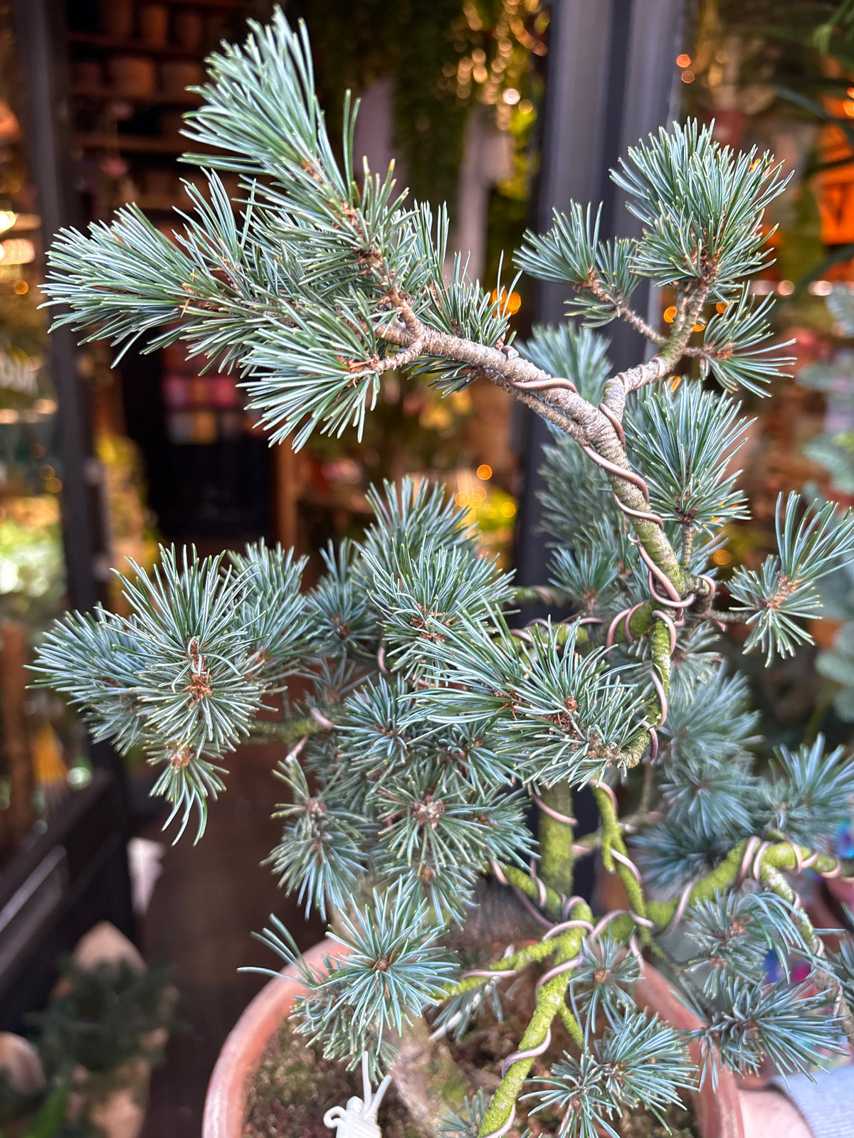 Bonsai Pinus Parviflora | 19cm pot