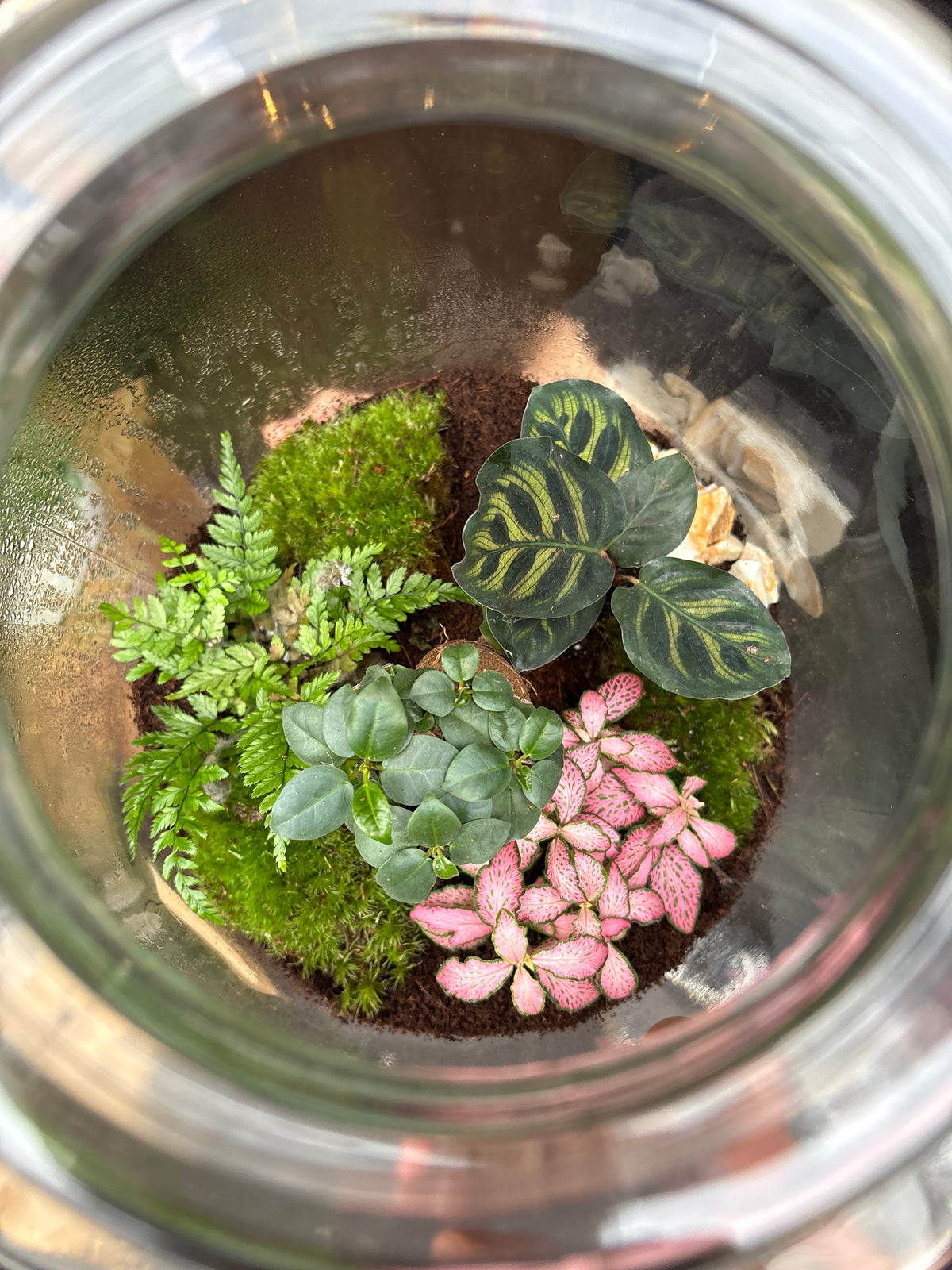 Terrarium Strepe