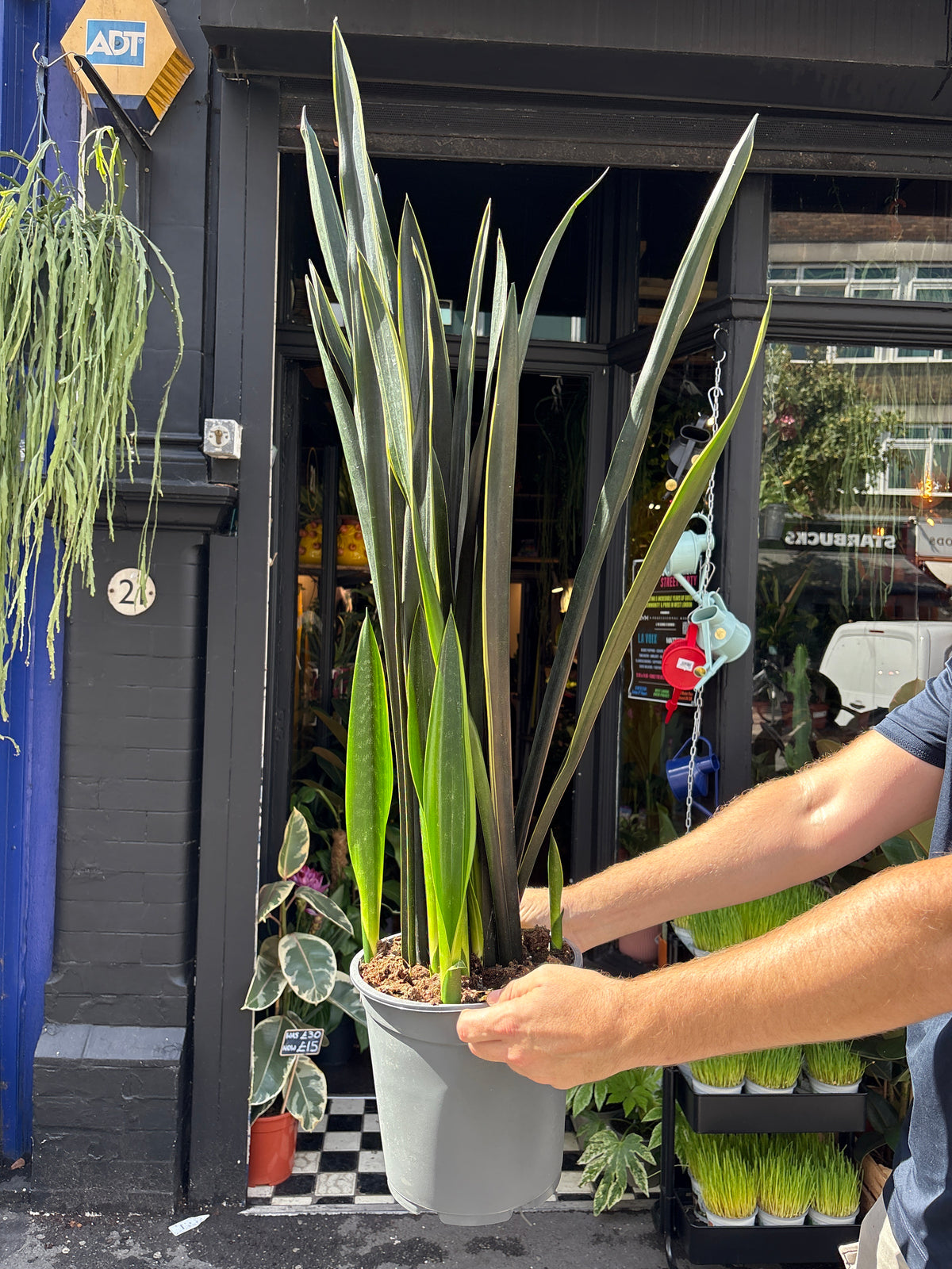 Sansevieria Black Gold | 24cm pot