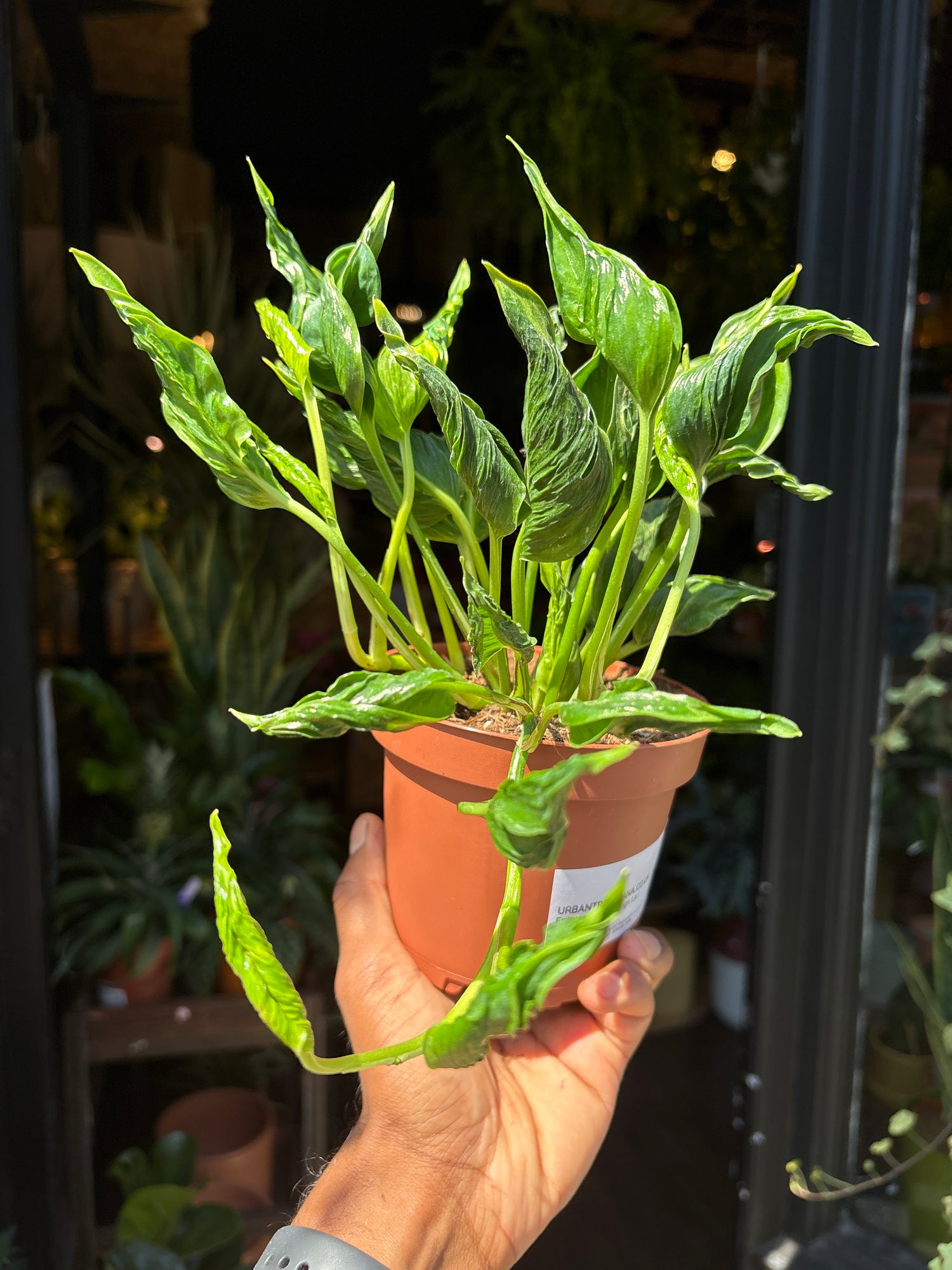 Epipremnum Shangri La in front of Urban Tropicana’s Plant Shop in Chiswick London