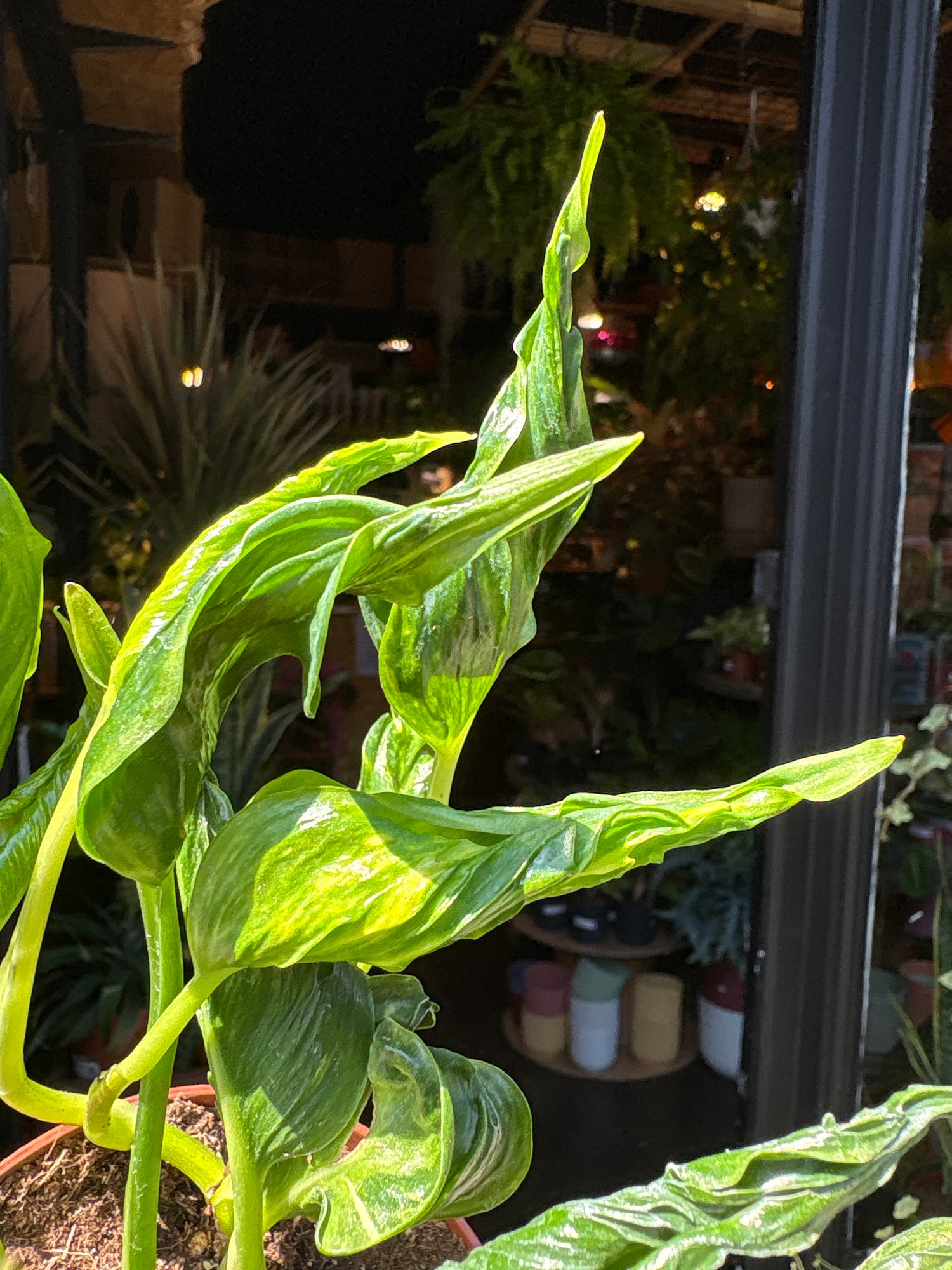 Close up of Epipremnum Shangri La in front of Urban Tropicana’s Plant Shop in Chiswick Londono