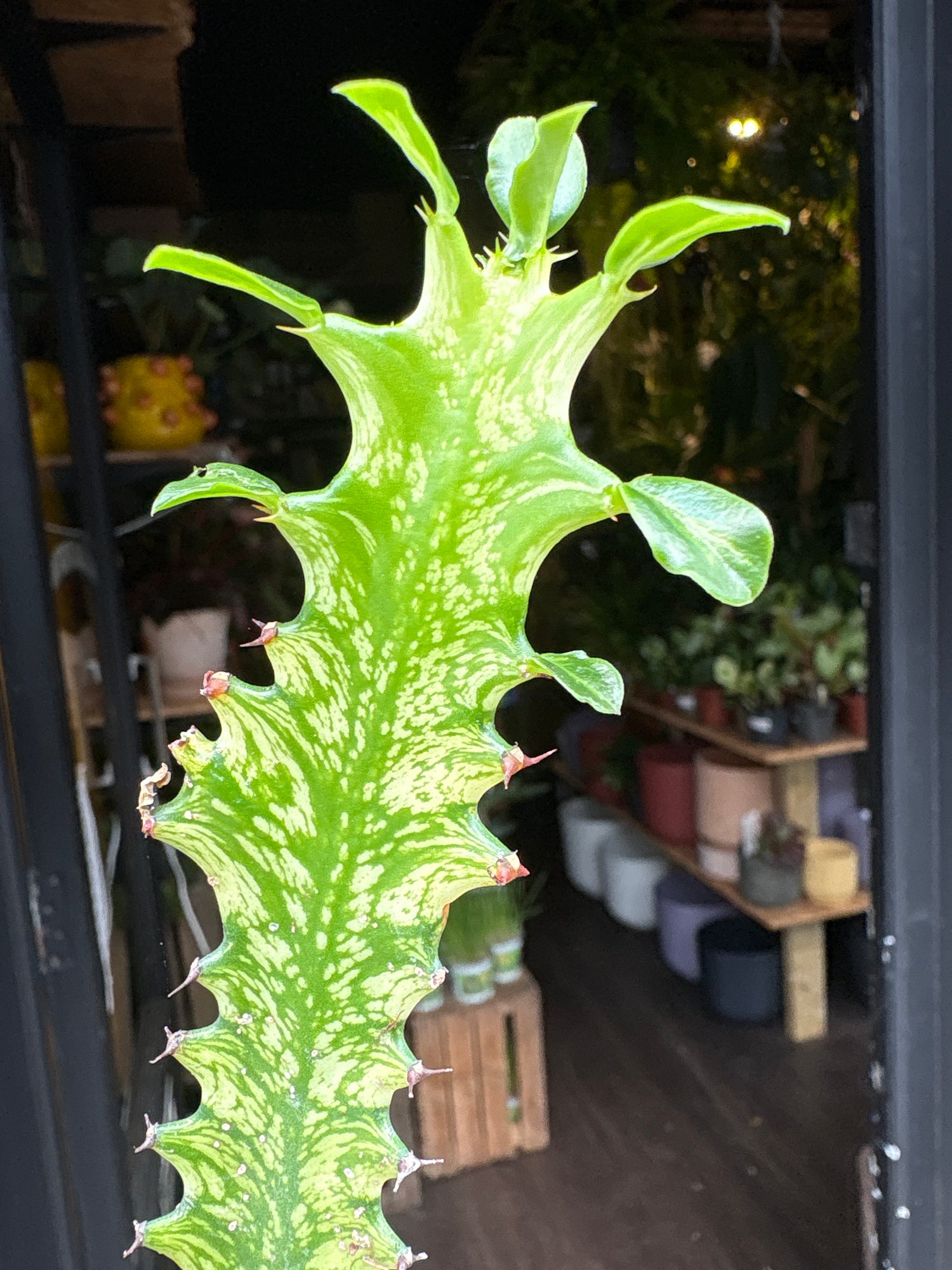 Close up of Euphorbia Lactea Variegated in front of Urban Tropicana’s Plant Shop in Chiswick London