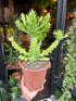 Euphorbia Mayurnathanii Variegata in front of Urban Tropicana’s Plant Shop in Chiswick London