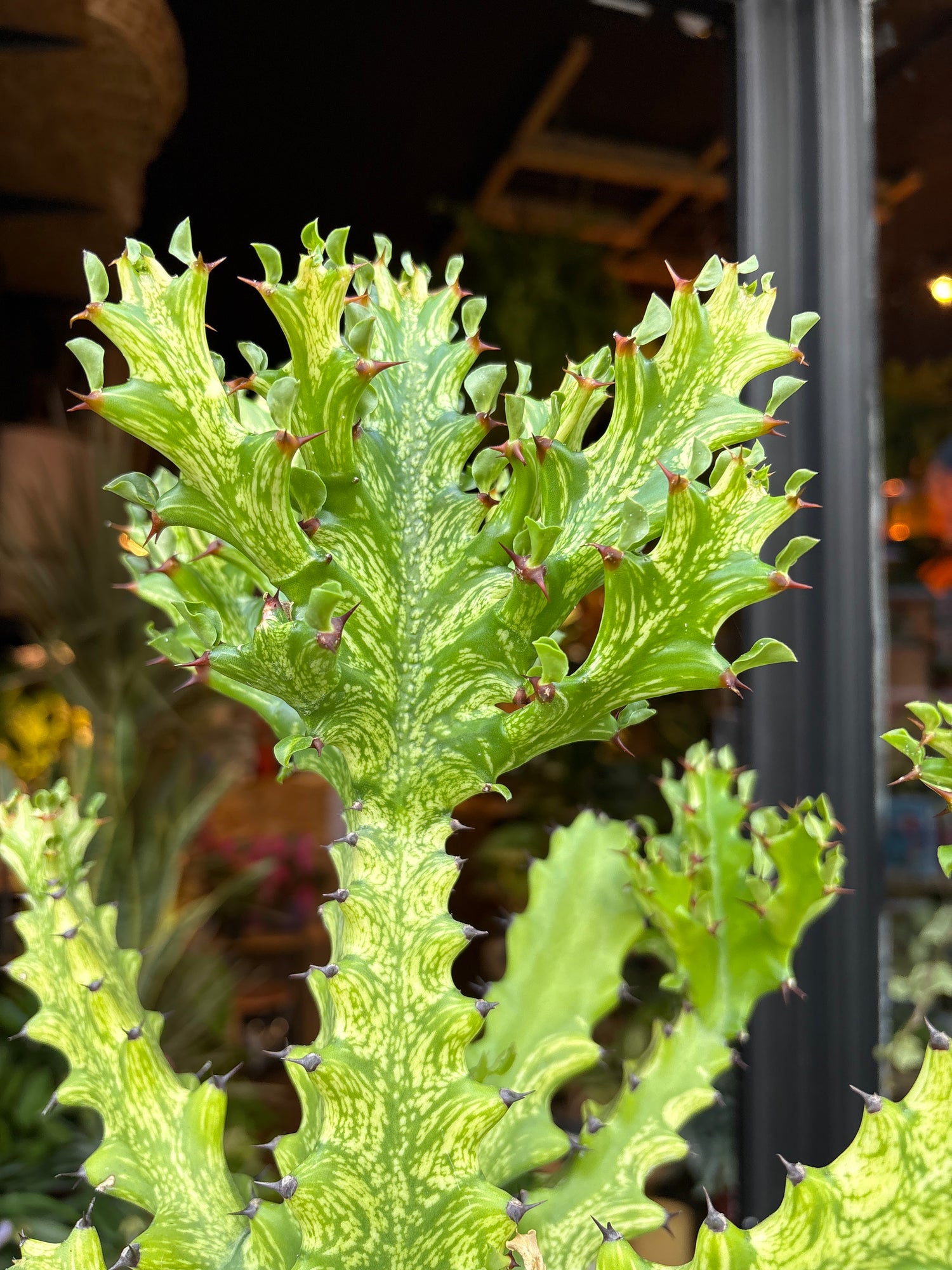 Close up of Euphorbia Mayurnathanii Variegata in front of Urban Tropicana’s Plant Shop in Chiswick London