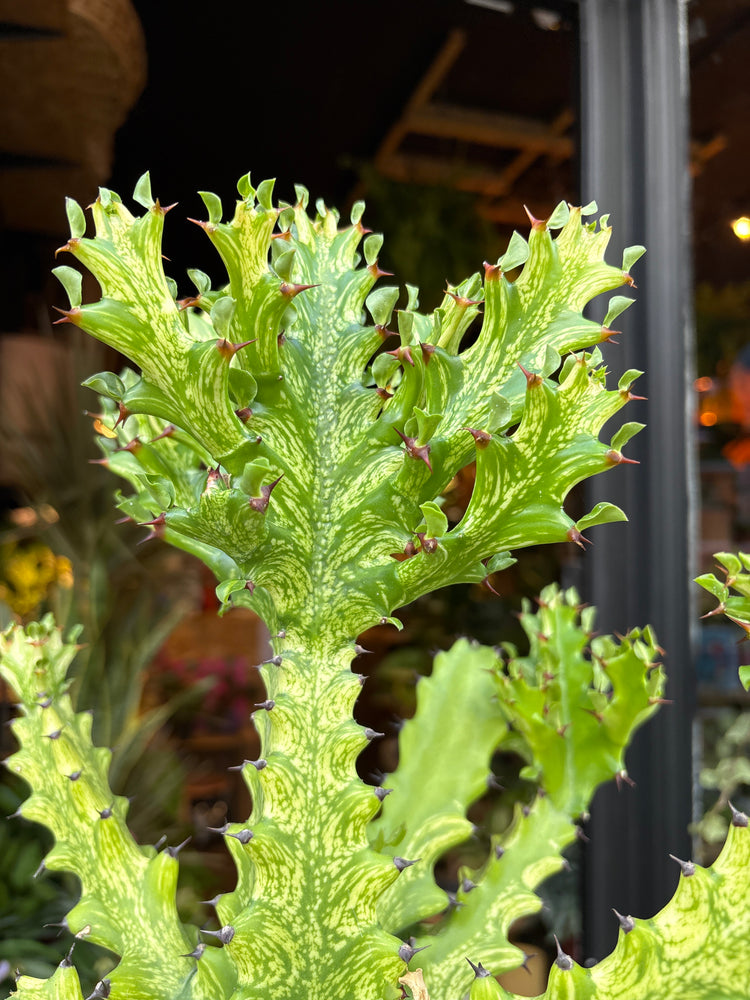 Close up of Euphorbia Mayurnathanii Variegata in front of Urban Tropicana’s Plant Shop in Chiswick London