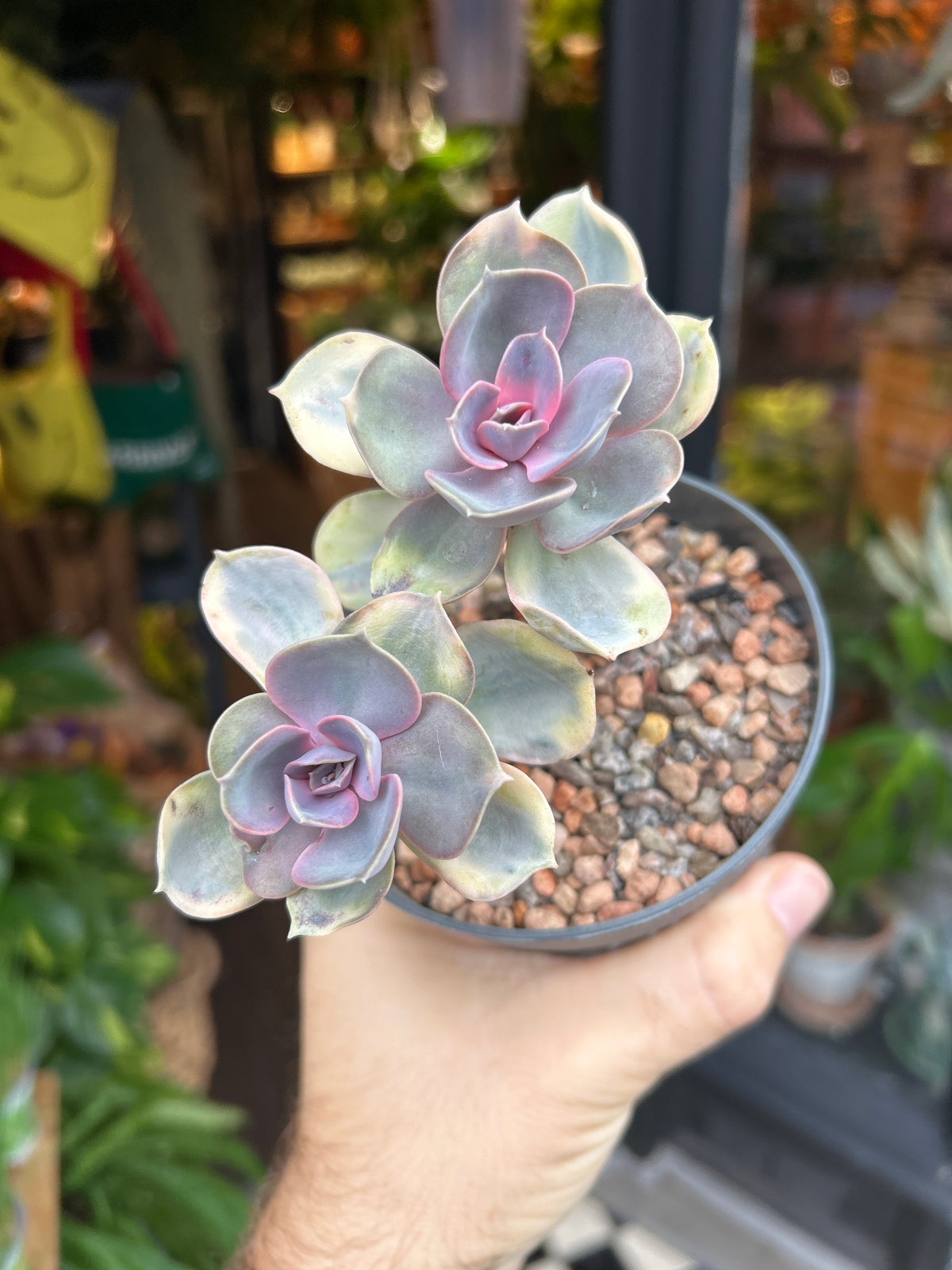 Echeveria ‘Rainbow’ succulent in 10.5cm pot outside Urban Tropicana plant shop in Chiswick, London