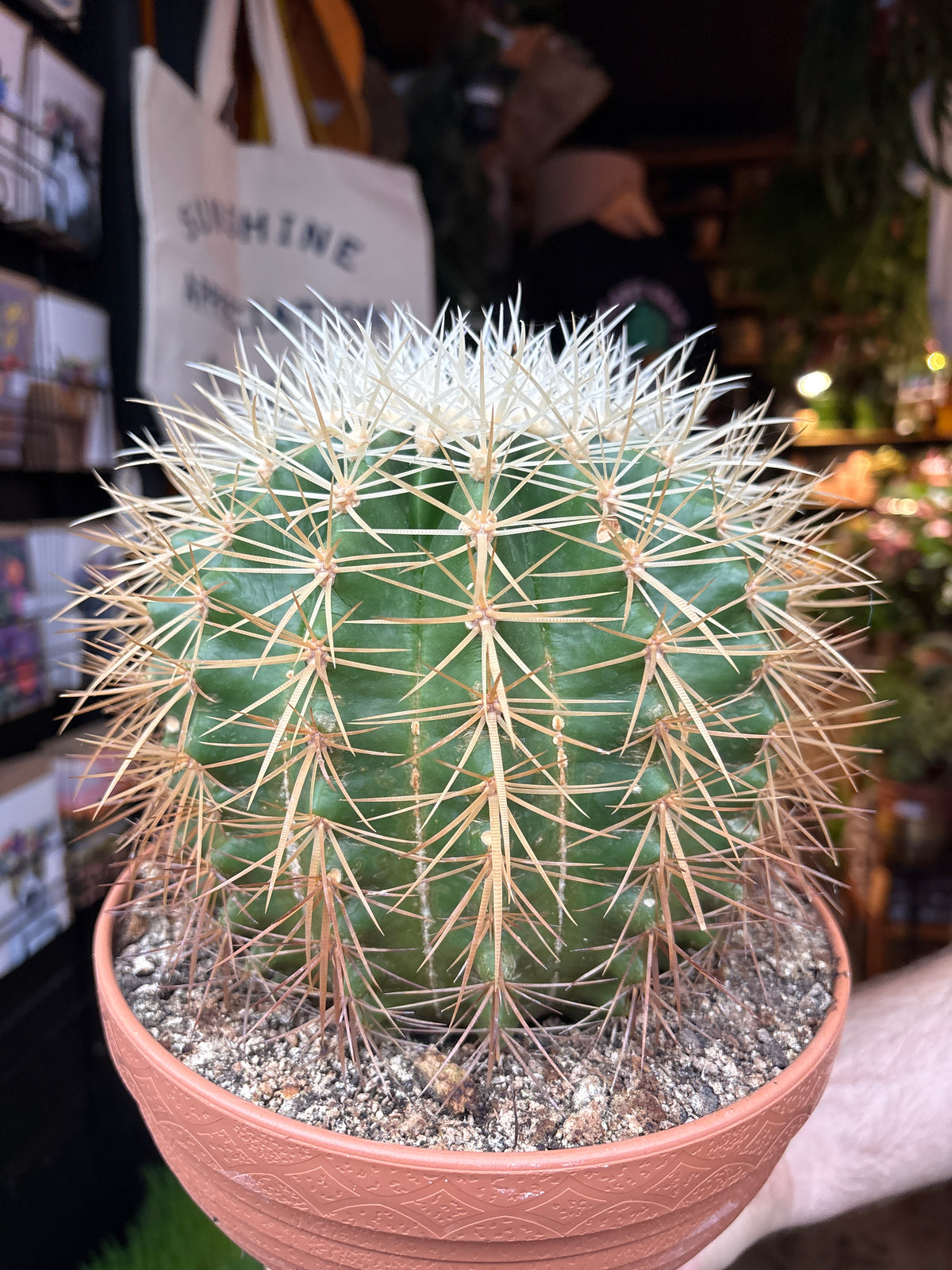 Echinocactus grusonii Golden Barrel Cactus in 23cm pot outside Urban Tropicana plant shop in Chiswick, London