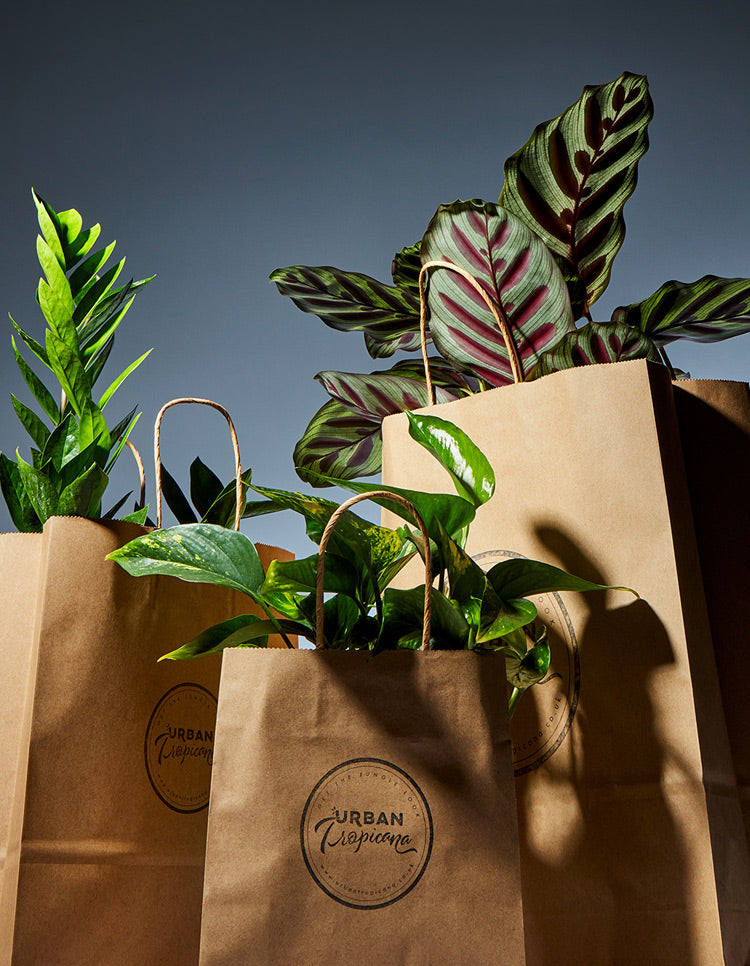Eco Packaging for House Plants at Urban Tropicana House plant Shop London