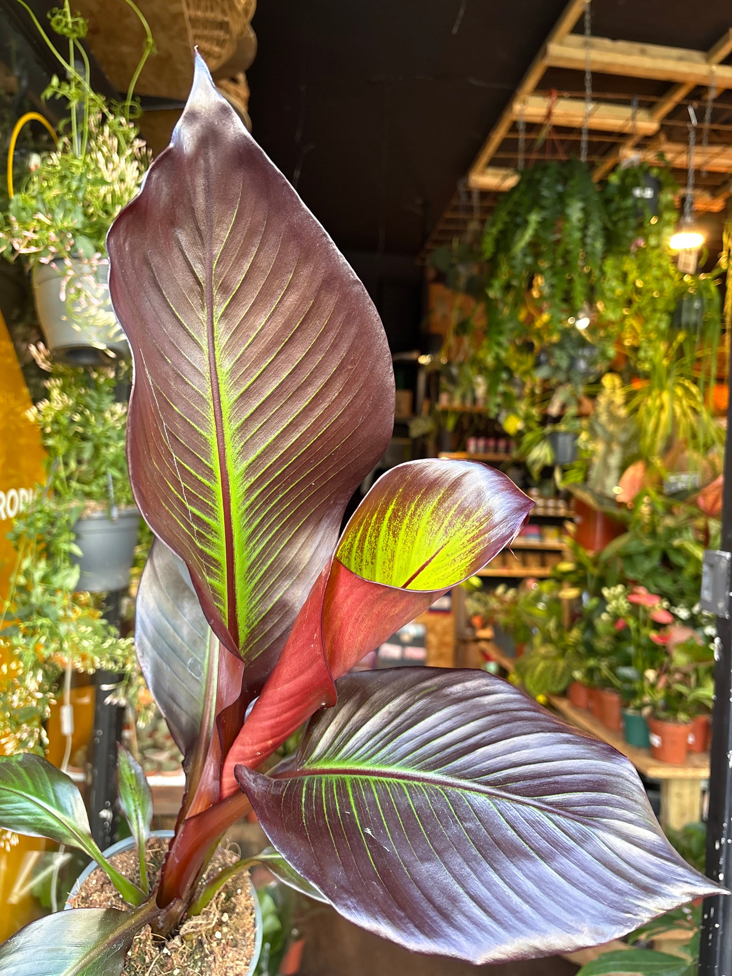 An Ensete Ventricosum Maurelii or Ethiopian Banana plant in front of Urban Tropicana’s Plant Shop in Chiswick London