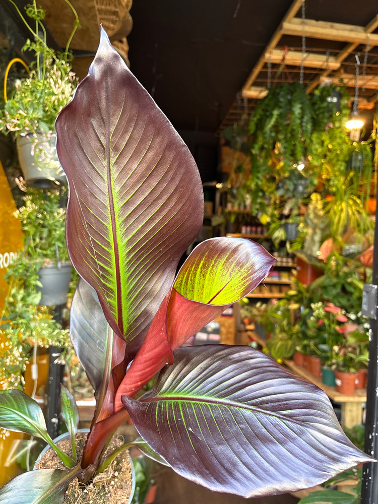 An Ensete Ventricosum Maurelii or Ethiopian Banana plant in front of Urban Tropicana’s Plant Shop in Chiswick London