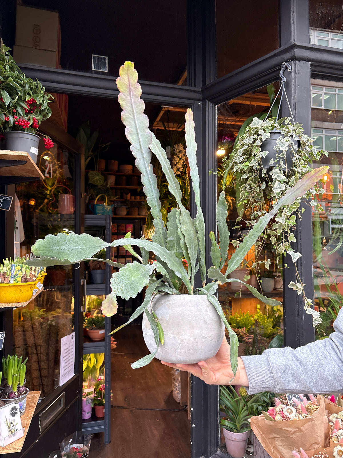 An Epiphyllum ‘Sarah Courant’ plant in front of Urban Tropicana’s Plant Shop in Chiswick London