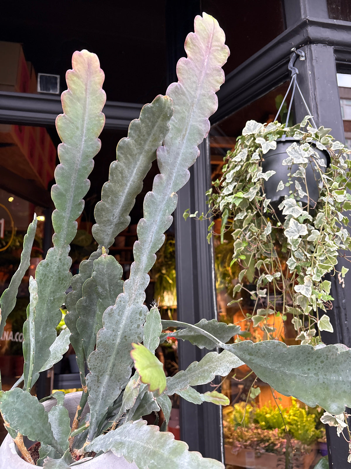 An Epiphyllum ‘Sarah Courant’ plant in front of Urban Tropicana’s Plant Shop in Chiswick London