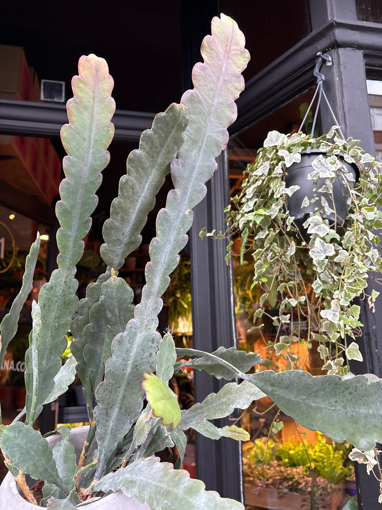 An Epiphyllum ‘Sarah Courant’ plant in front of Urban Tropicana’s Plant Shop in Chiswick London