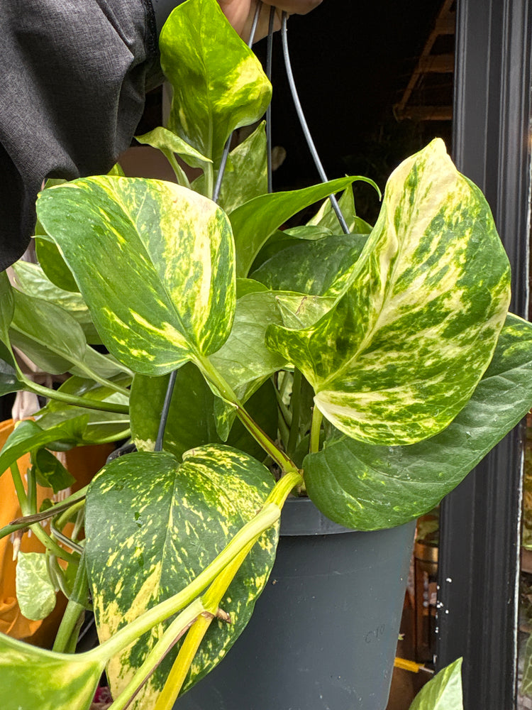 A Epipremnum Aureum devils Ivy plant in front of Urban Tropicana’s plant shop in Chiswick, London