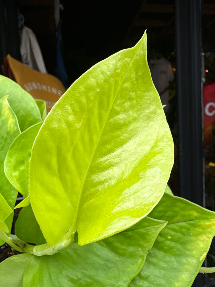 Epipremnum Aureum, also known as Golden Pothos, outside Urban Tropicana’s store in Chiswick, London