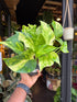 An Epipremnum Aureum ‘Hicolor’ plant in front of Urban Tropicana’s Plant Shop in Chiswick London