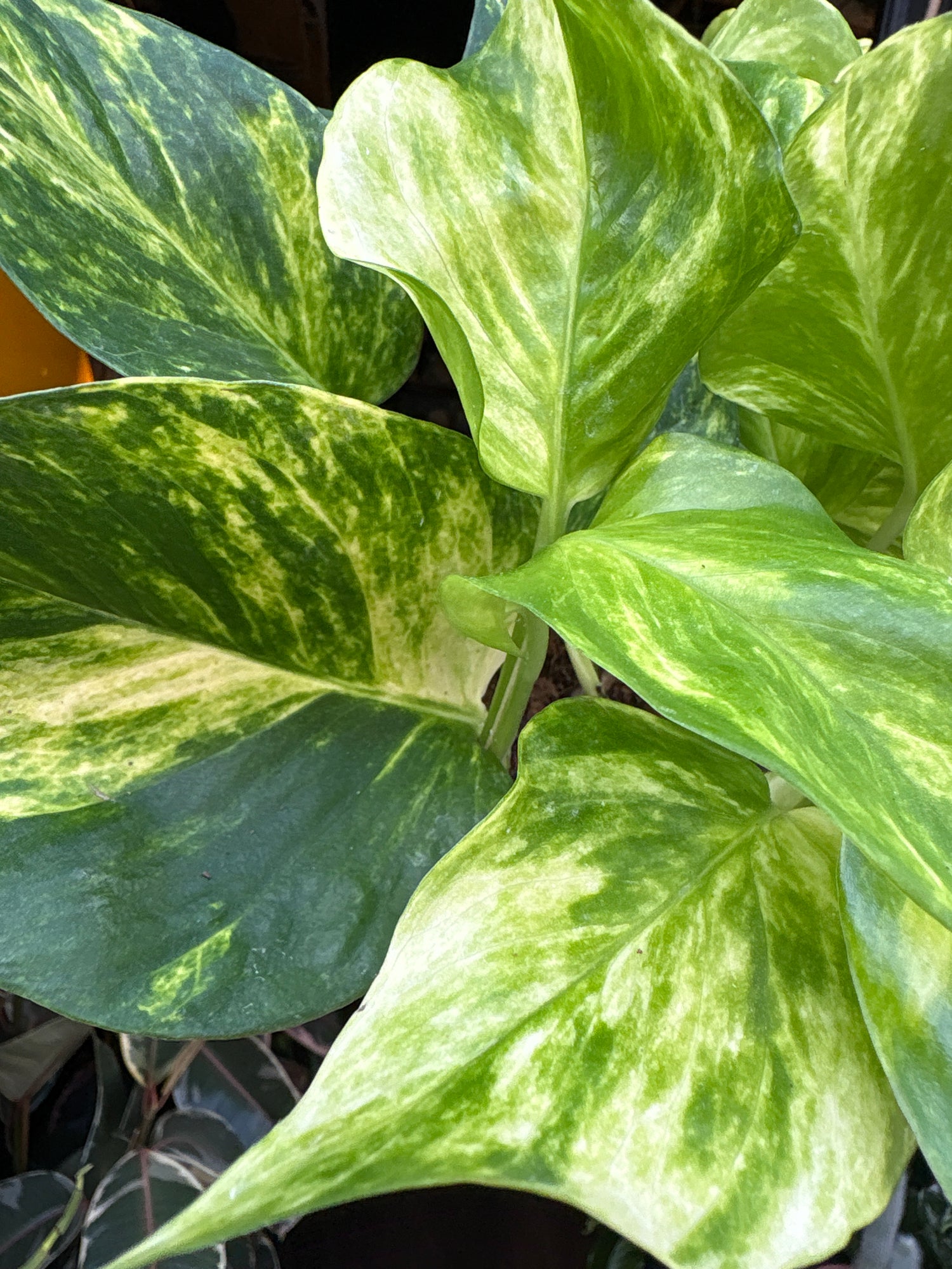 An Epipremnum Aureum ‘Hicolor’ plant in front of Urban Tropicana’s Plant Shop in Chiswick London