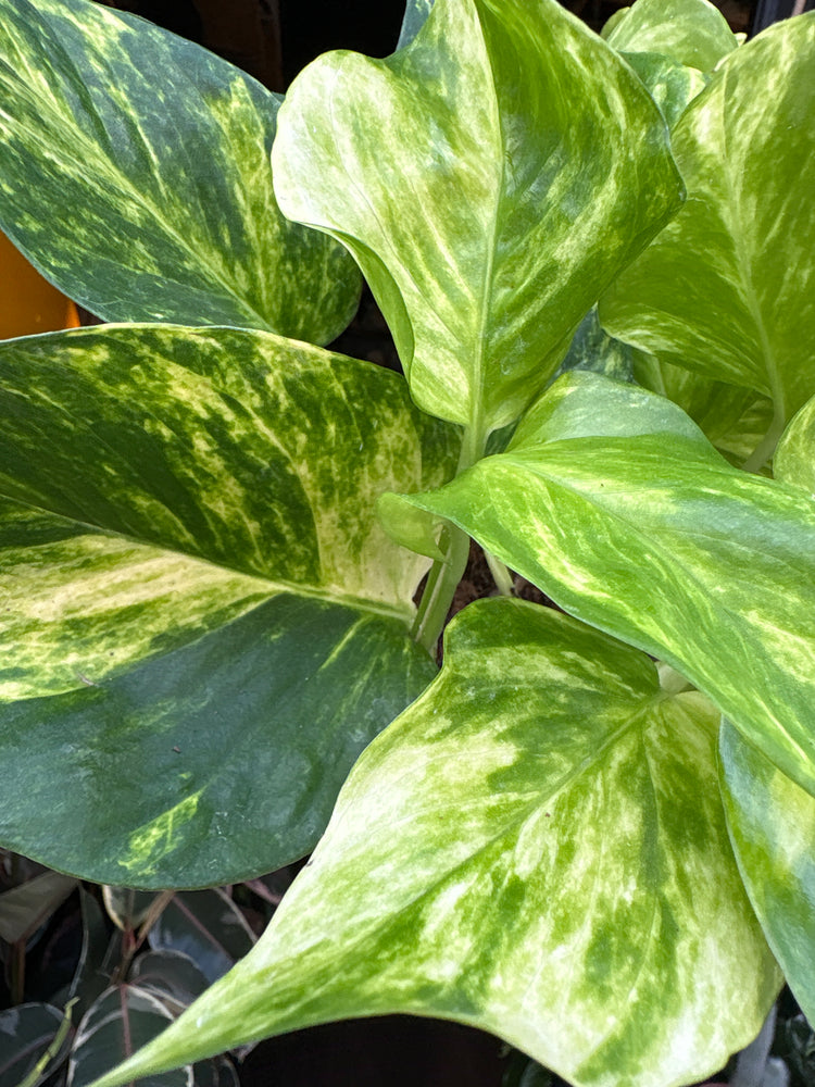 An Epipremnum Aureum ‘Hicolor’ plant in front of Urban Tropicana’s Plant Shop in Chiswick London