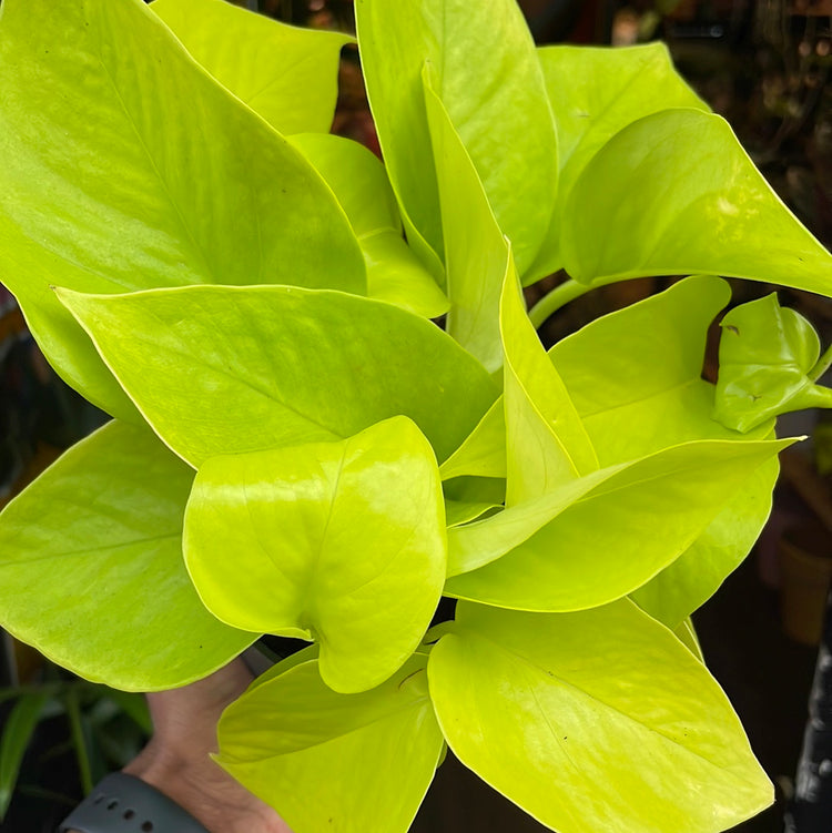 Epipremnum aureum ‘Neon’ houseplant outside Urban Tropicana plant shop in Chiswick, London