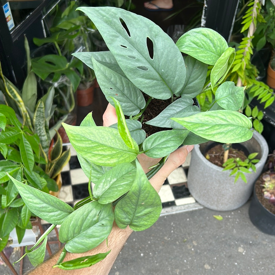 An Epipremnum Cebu Blue plant in front of Urban Tropicana’s Plant Shop in Chiswick London