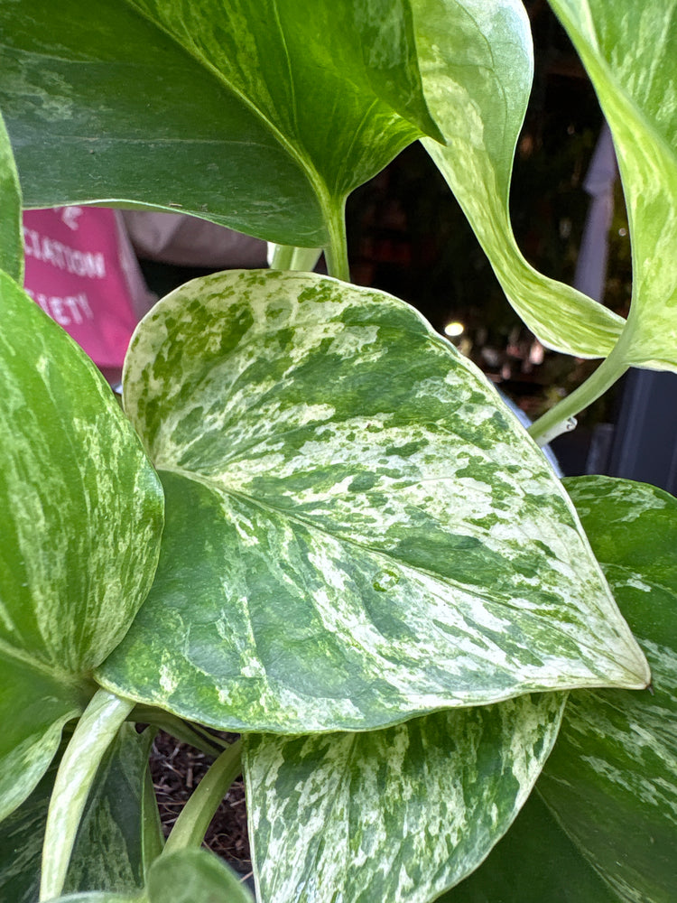 An Epipremnum Marble Queen plant also known as a Marble Queen Pothos in front of Urban Tropicana&