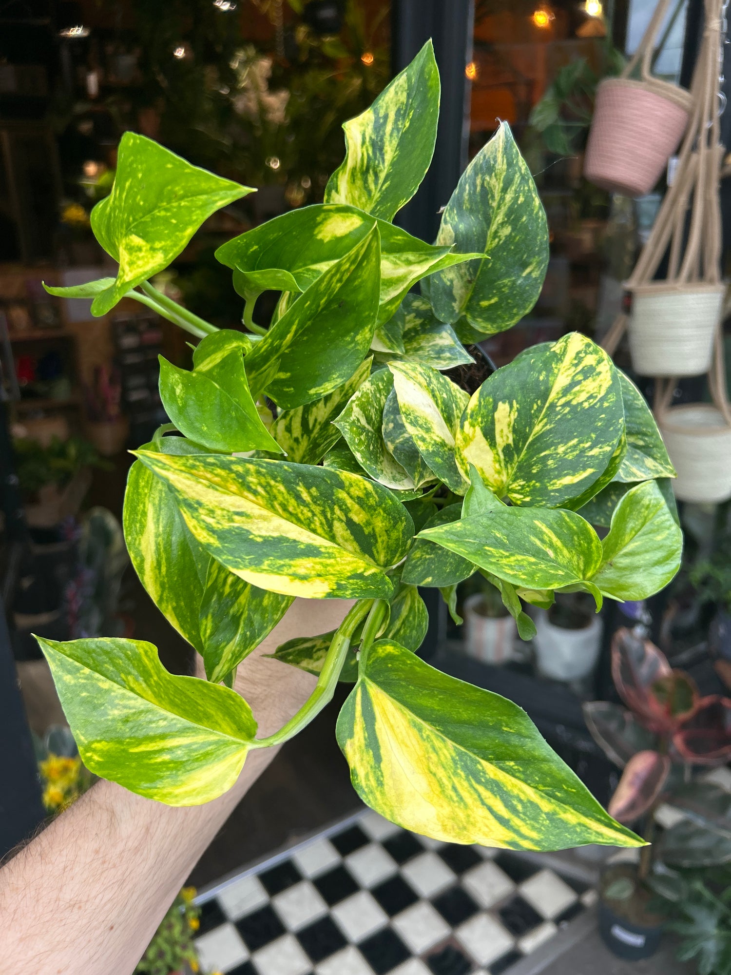 An Epipremnum Njoy Gold plant in front of Urban Tropicana’s Plant Shop in Chiswick London