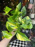An Epipremnum Njoy Gold plant in front of Urban Tropicana’s Plant Shop in Chiswick London