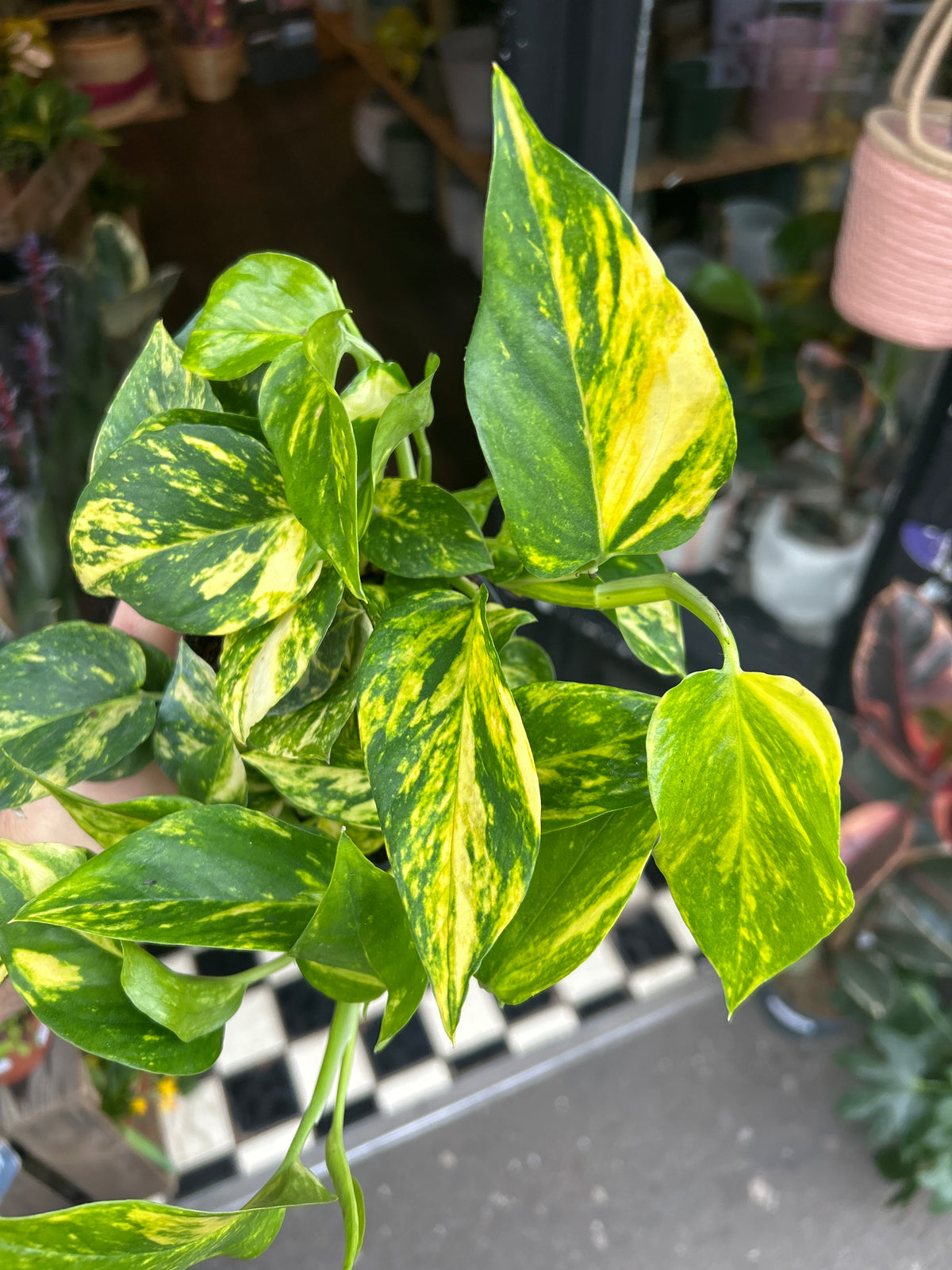 An Epipremnum Njoy Gold plant in front of Urban Tropicana’s Plant Shop in Chiswick London