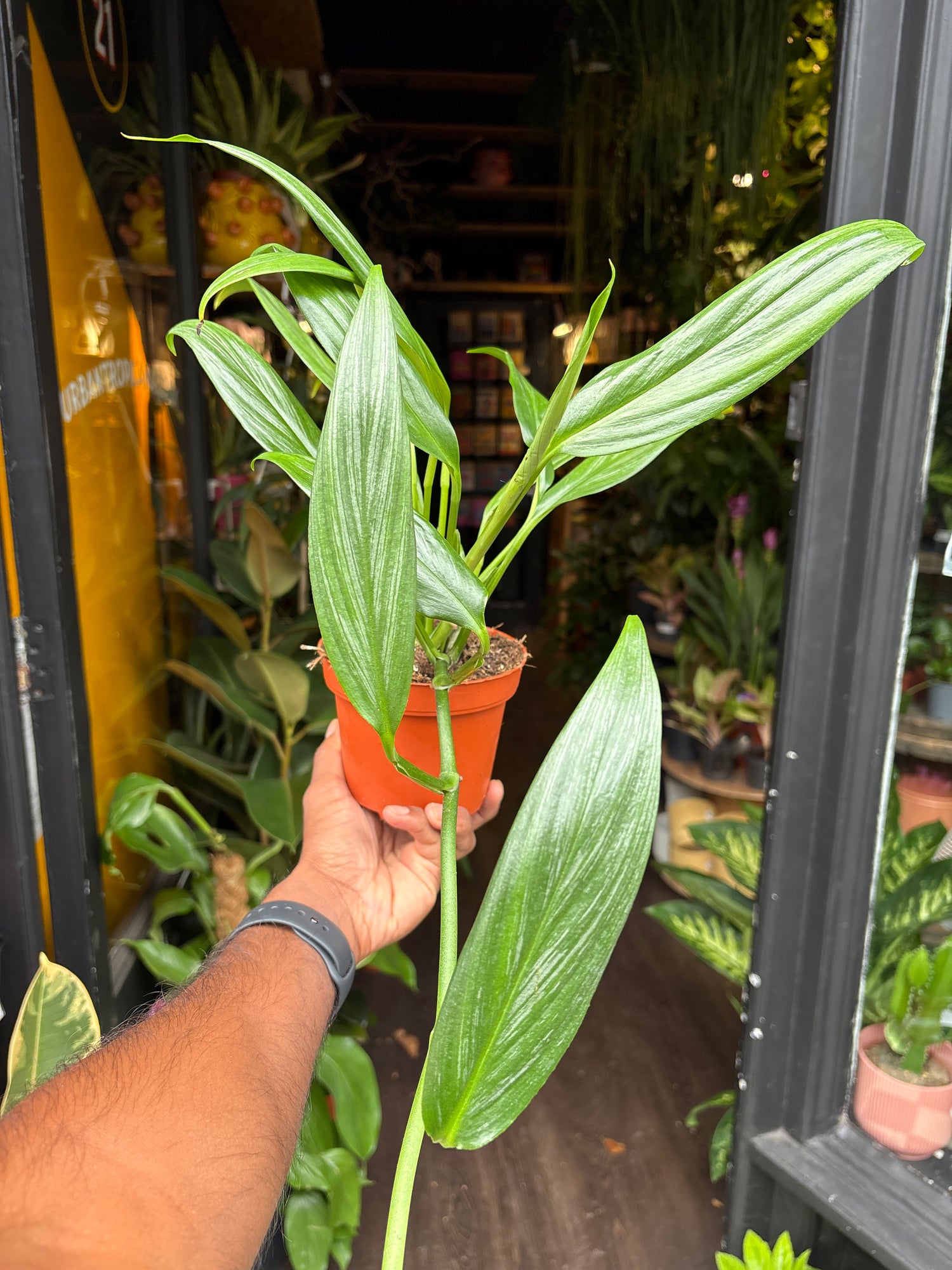 An Epipremnum amplissimum ‘Silver Stripe’ plant in front of Urban Tropicana’s Plant Shop in Chiswick London