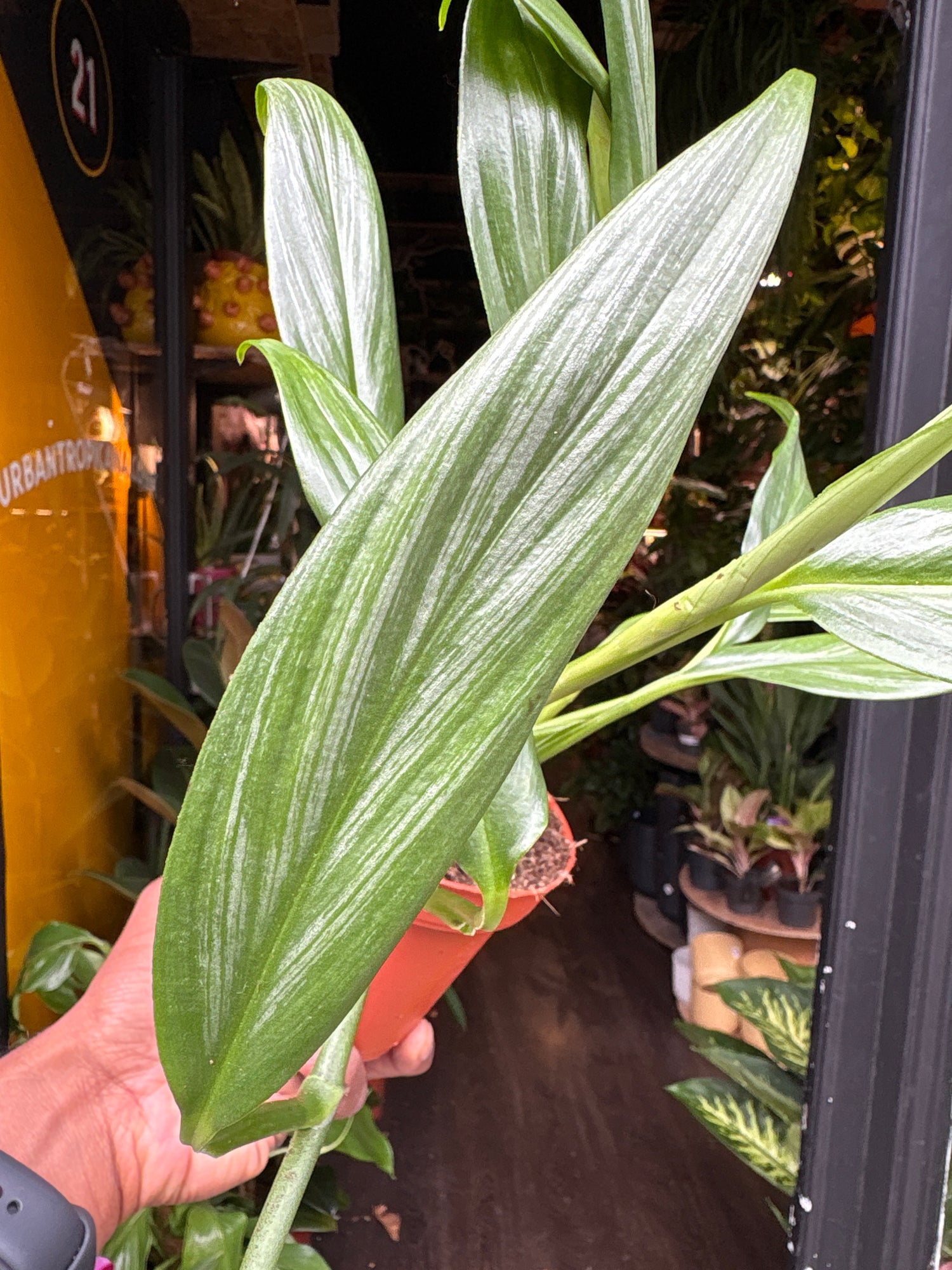 An Epipremnum amplissimum ‘Silver Stripe’ plant in front of Urban Tropicana’s Plant Shop in Chiswick London