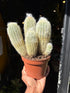 An Espostoa Lanata or Peruvian Old Man Cactus in front of Urban Tropicana’s Plant Shop in Chiswick London
