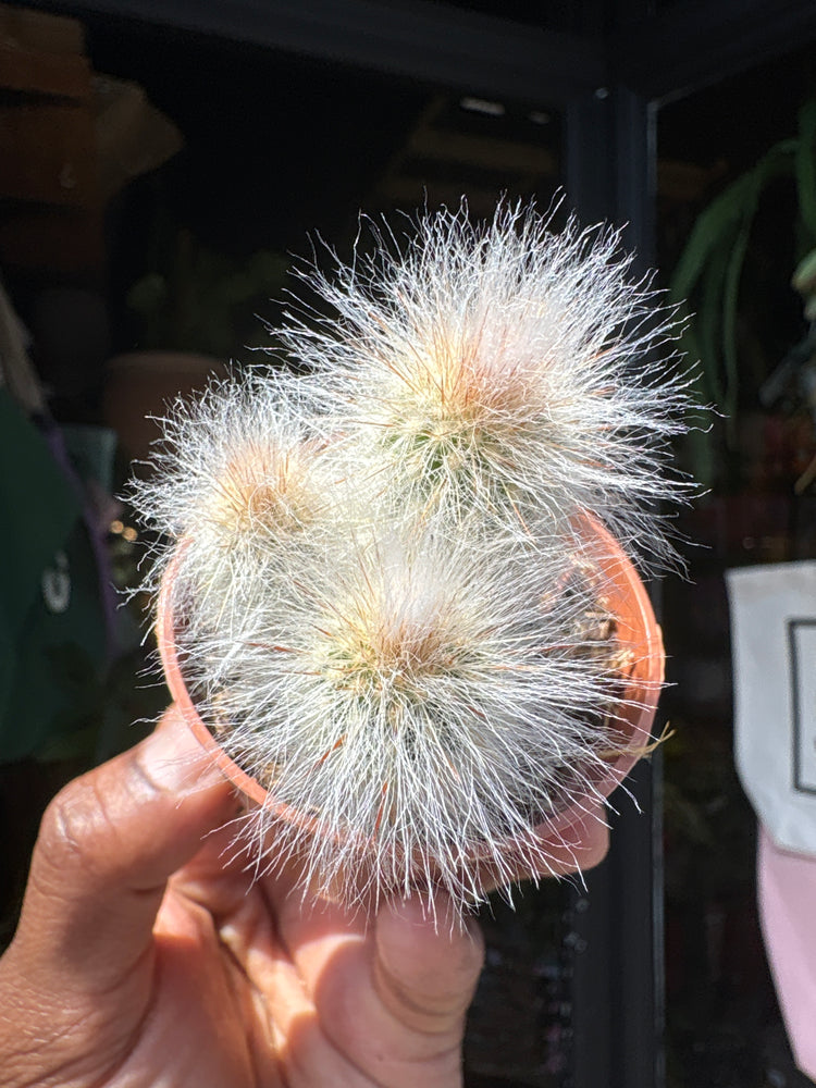 An Espostoa Lanata plant in front of Urban Tropicana’s plant shop in Chiswick, London