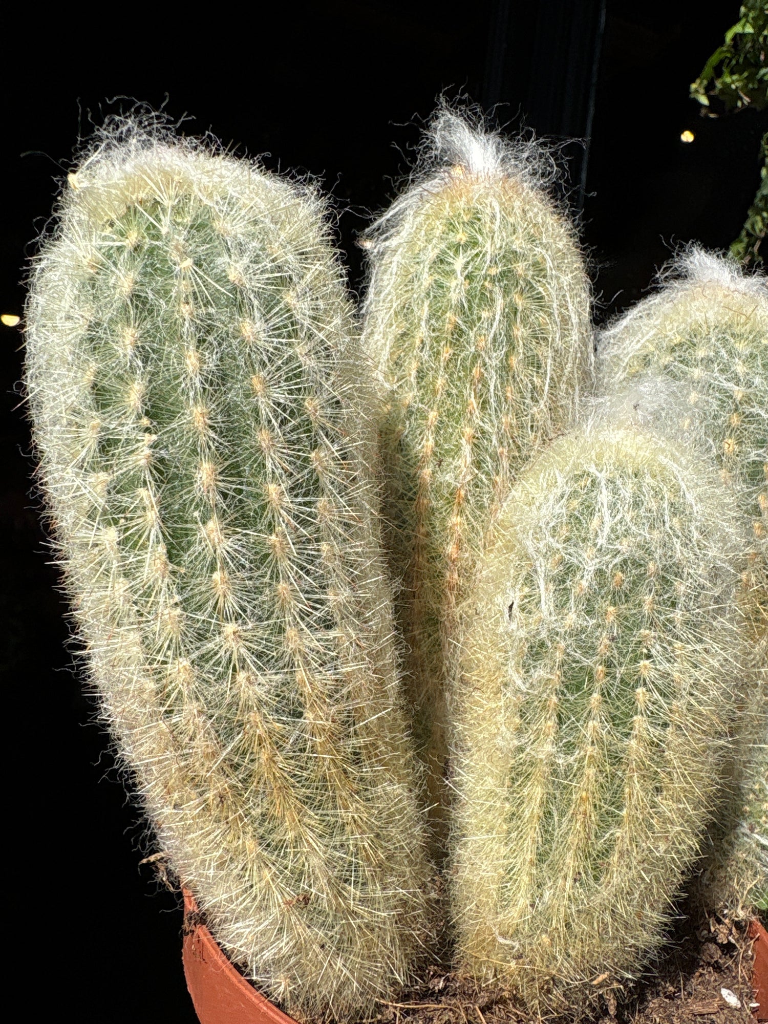 A Espostoa Lanata or Peruvian Old Man Cactus in front of Urban Tropicana’s Plant Shop in Chiswick London