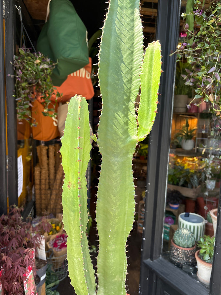 Euphorbia acrurensis succulent outside Urban Tropicana plant shop in Chiswick, London