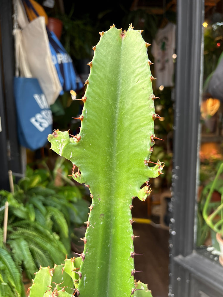 Euphorbia acrurensis succulent in 24cm pot outside Urban Tropicana plant shop in Chiswick, London