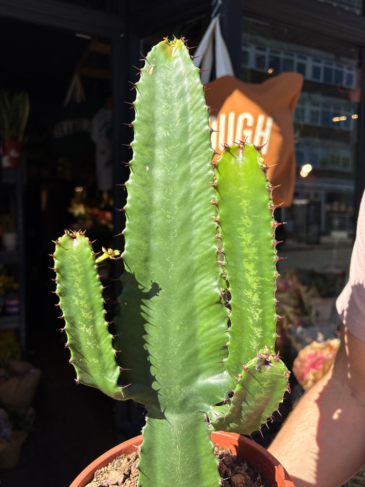 Euphorbia acrurensis with tall, upright green stems featuring spiny ridges, displayed in a nursery pot at Urban Tropicana plant shop, Chiswick, London