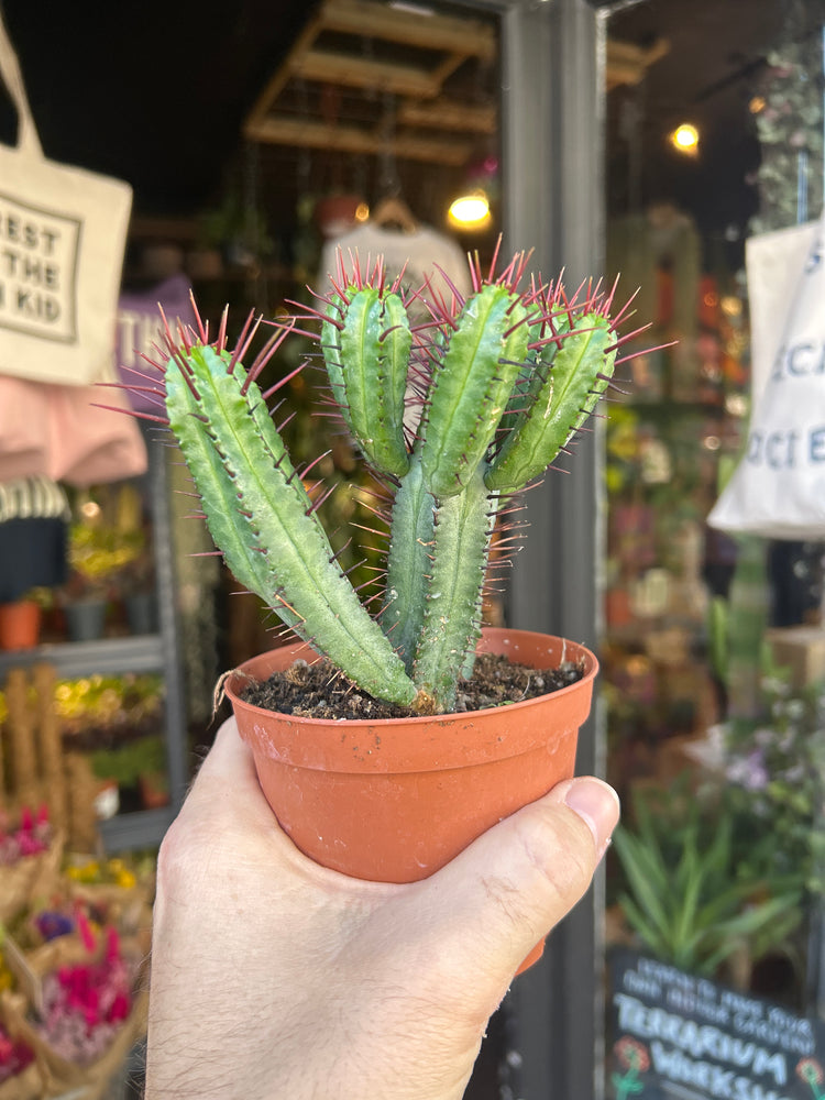 Euphorbia enopla succulent outside Urban Tropicana plant shop in Chiswick, London