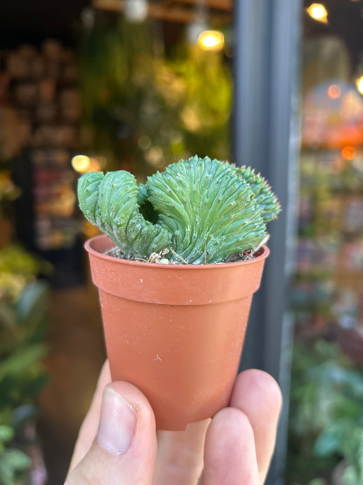 An Euphorbia Enopla Cristata plant in front of Urban Tropicana’s Plant Shop in Chiswick London