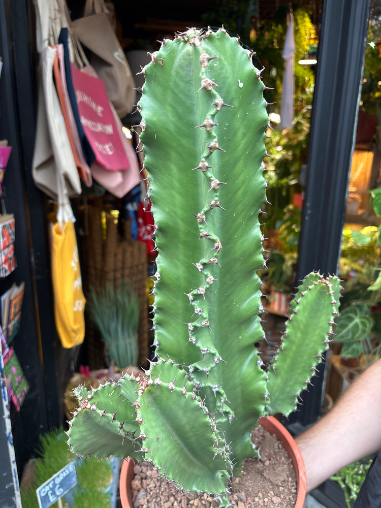 A euphorbia erytrea plant in front of Urban Tropicana’s plant shop in Chiswick, London