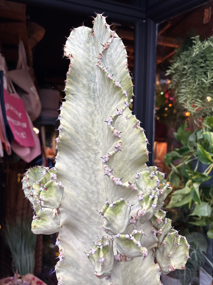 A euphorbia erytrea variegata plant in front of Urban Tropicana’s plant shop in Chiswick, LondoN