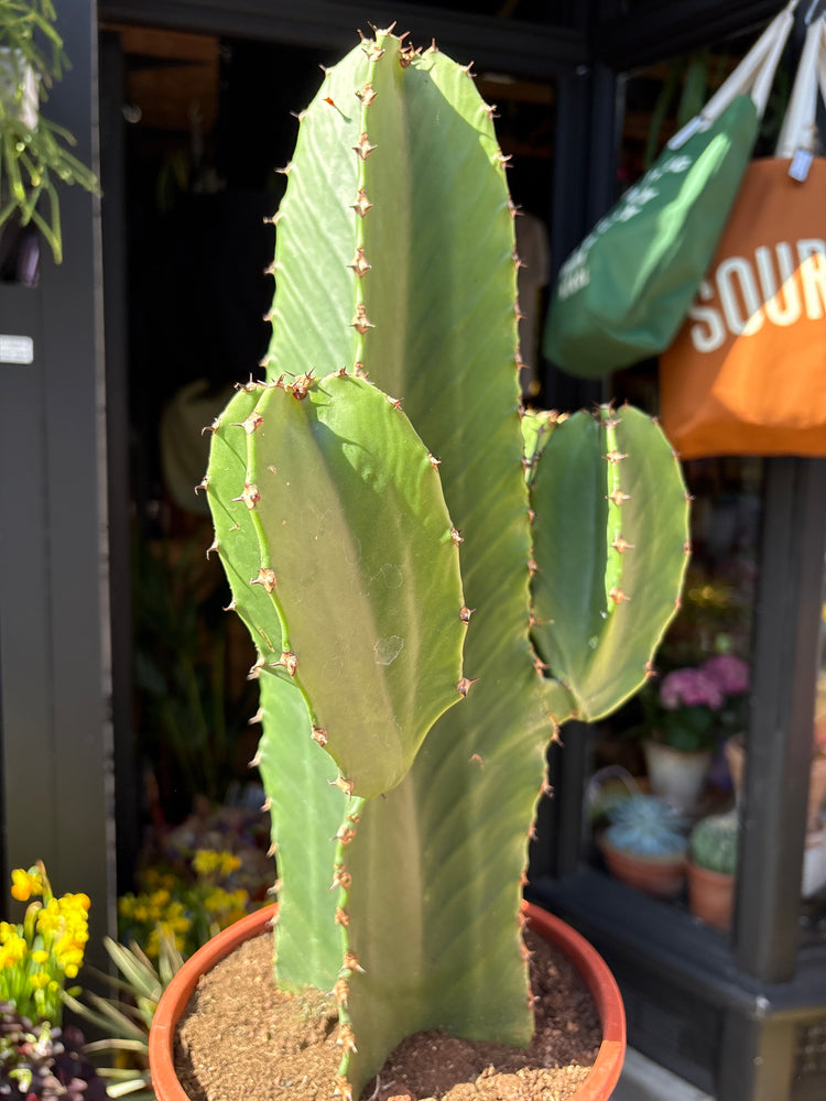 Euphorbia ingens ‘Canarias’ with tall, columnar green stems and prominent spiny ridges, displayed in a nursery pot at Urban Tropicana plant shop, Chiswick, London