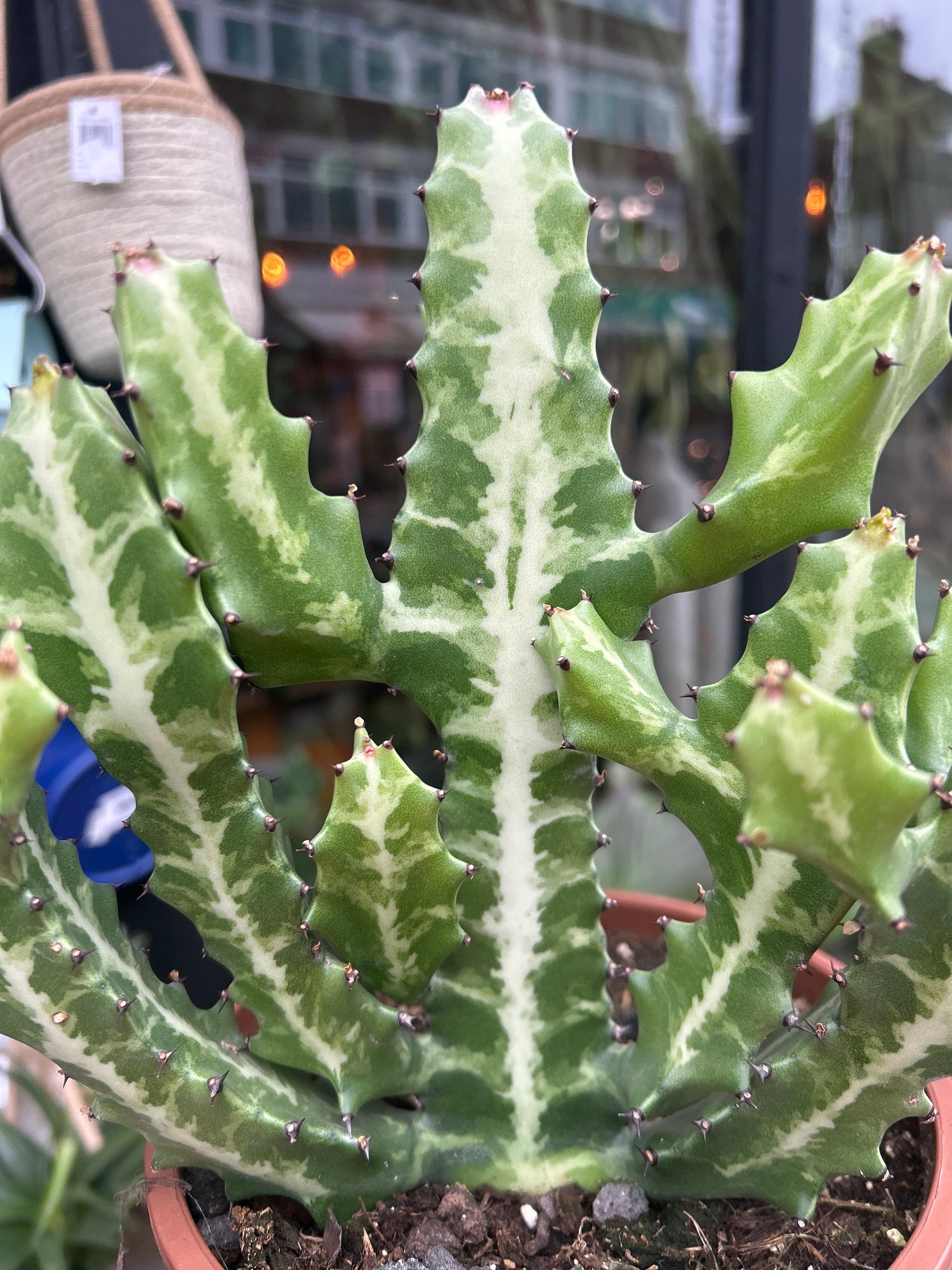 A Euphorbia Lactea plant in front of Urban Tropicana’s plant shop in Chiswick London