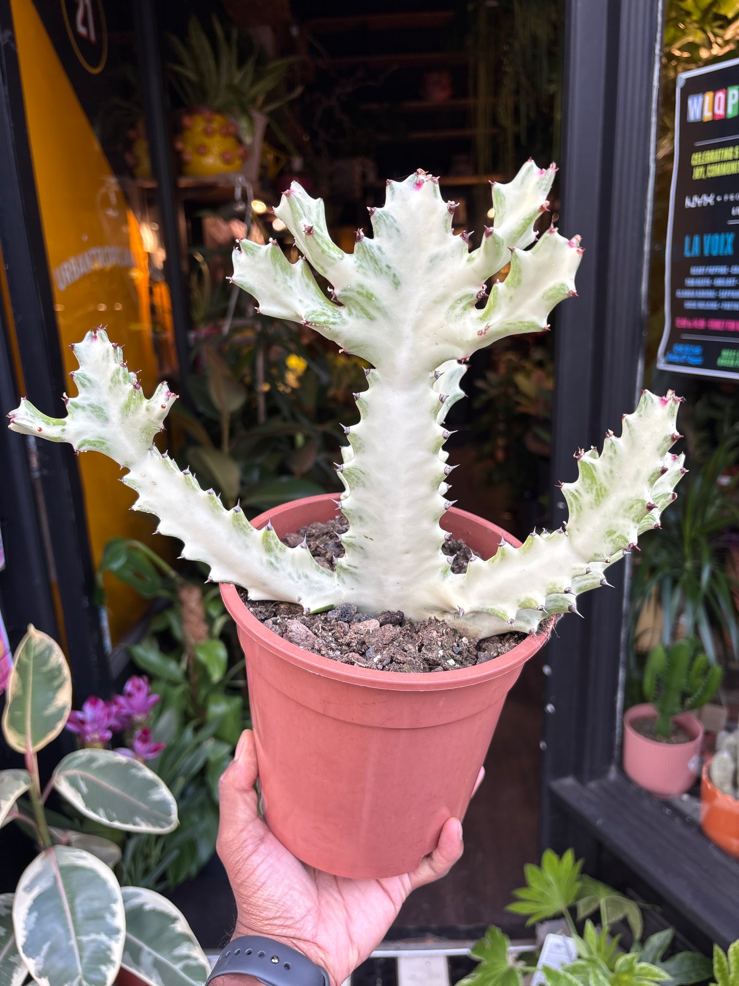 A Euphorbia Lactea White Ghost plant in front of Urban Tropicana’s Plant Shop in Chiswick London