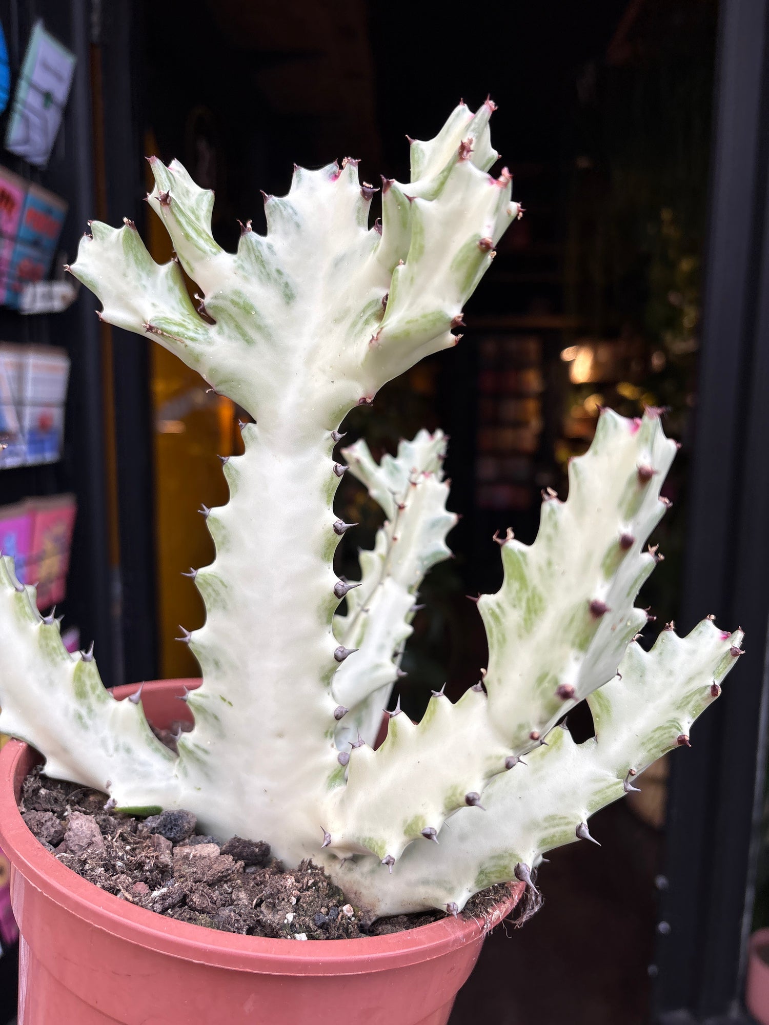 A Euphorbia Lactea White Ghost plant in front of Urban Tropicana’s Plant Shop in Chiswick London