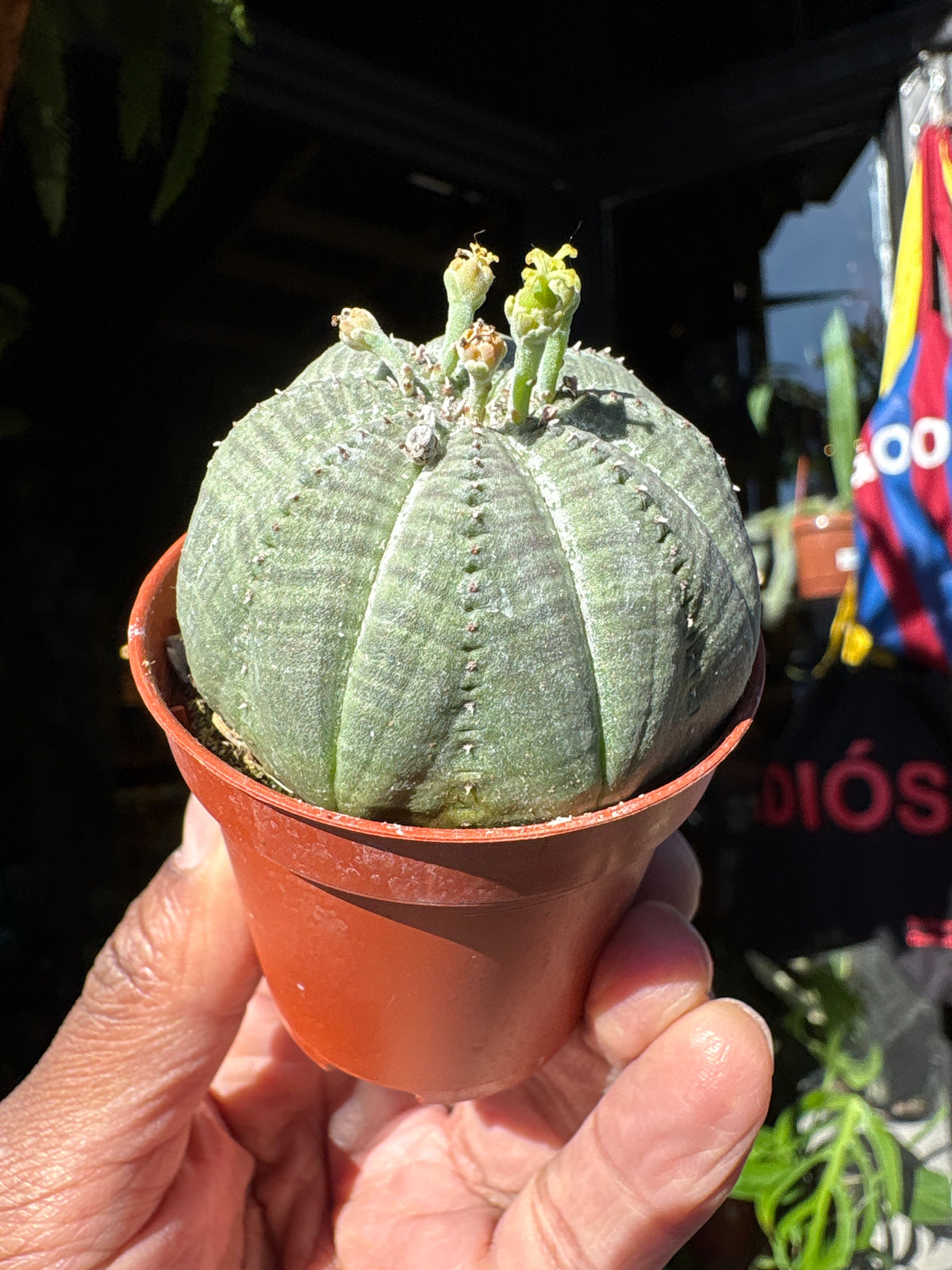 Euphorbia Obesa in a 5.5cm pot outside Urban Tropicana in Chiswick London